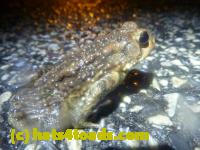 /home//u458753944/public_html/sourcegallery//Roxborough Toad Detour/2013-2019/2014/2014-04-07/P1140921.JPG